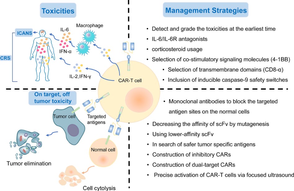 Fig.1 CART therapy toxicities and management strategies. (OA Literature)